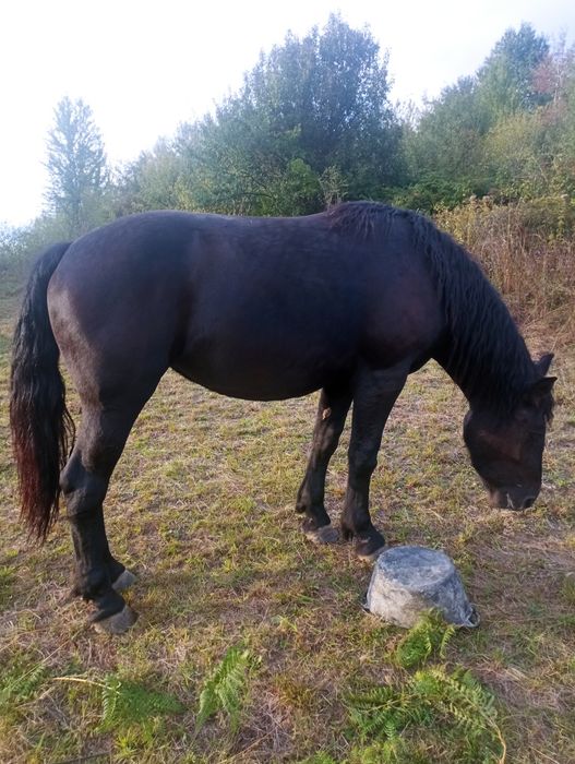 Vând mânză de 2 ani și 2 luni este blândă cu acte și cip