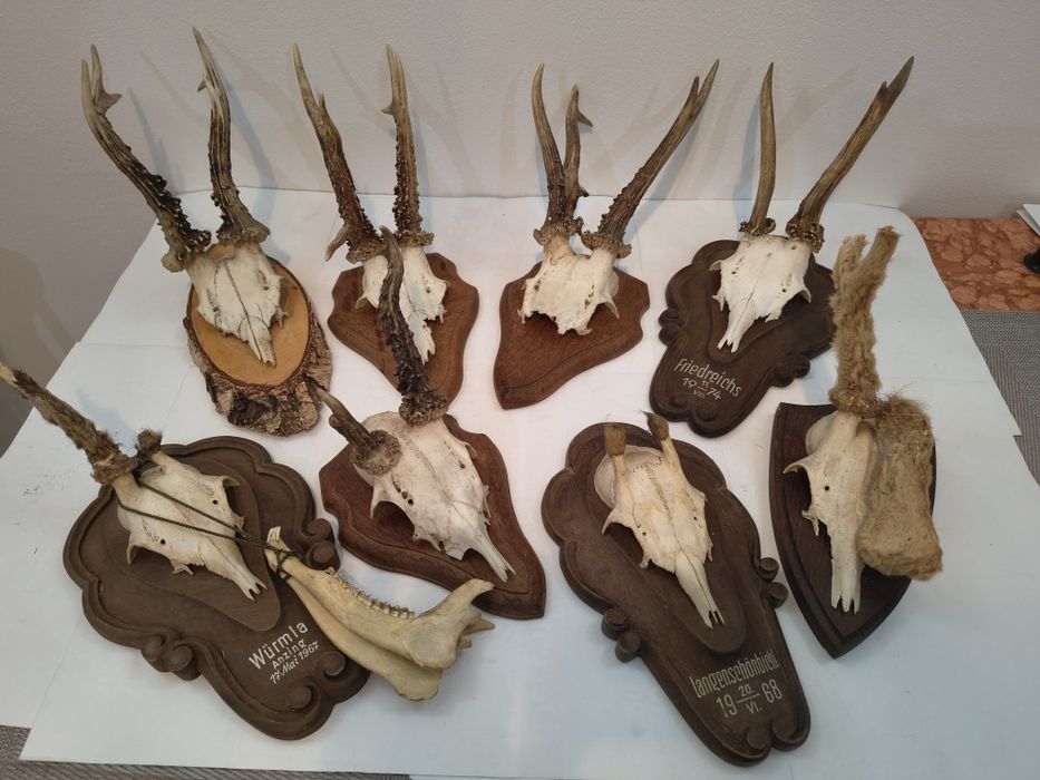 Trofeu coarne căprior cu anomalie pe panoplie