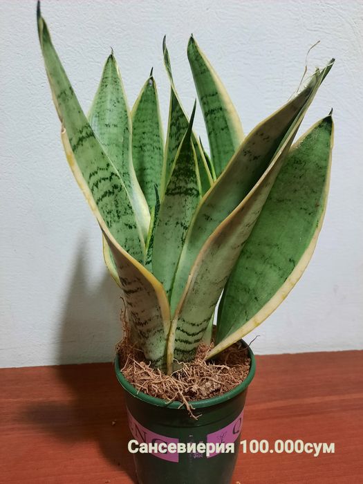 Бамбуки и Сансевиерии