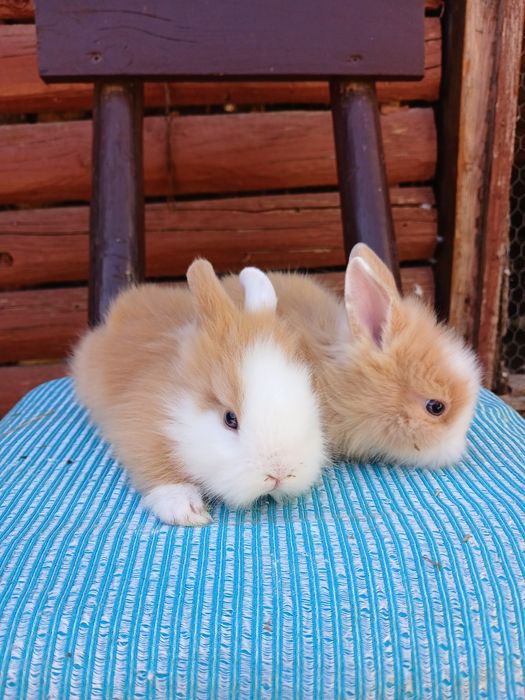 Iepurași pitici colorati