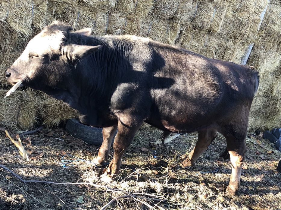 Vând bou rasă brună