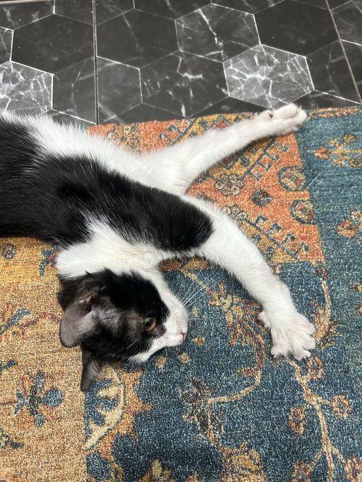 котенок игривыйй