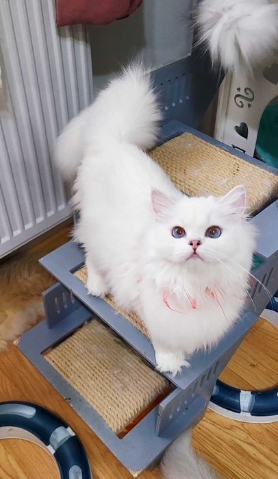 Fetita british longhair din parinti Campioni Mondiali, ochi albaștri