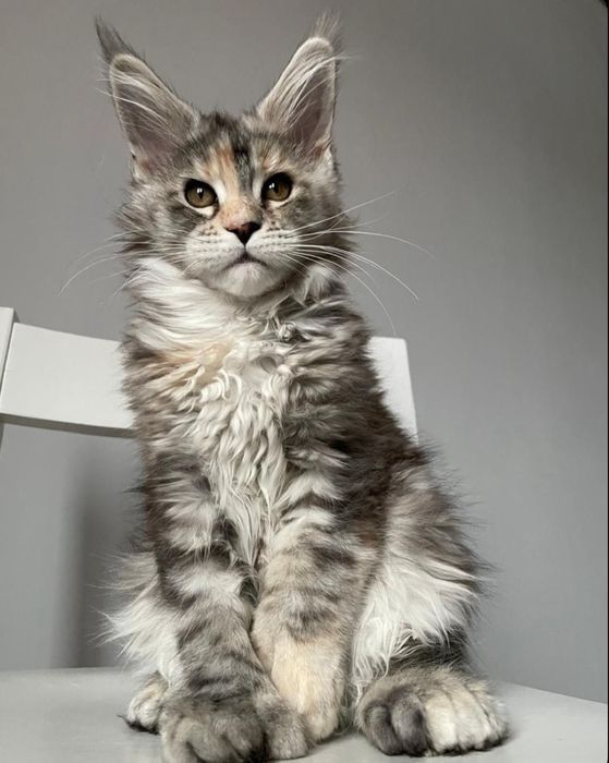 Puiut Maine Coon Gigant