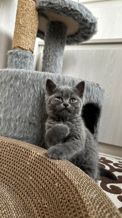 Чистокровные британские котята