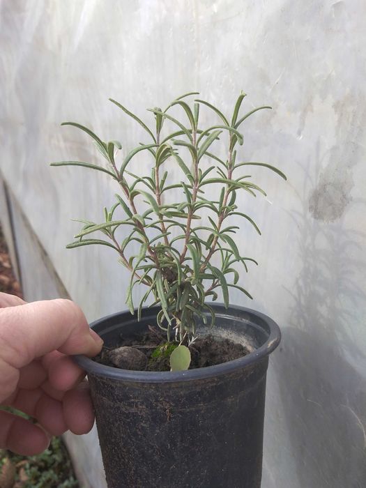 Butasi de mure si  rozmarin la ghiveci.