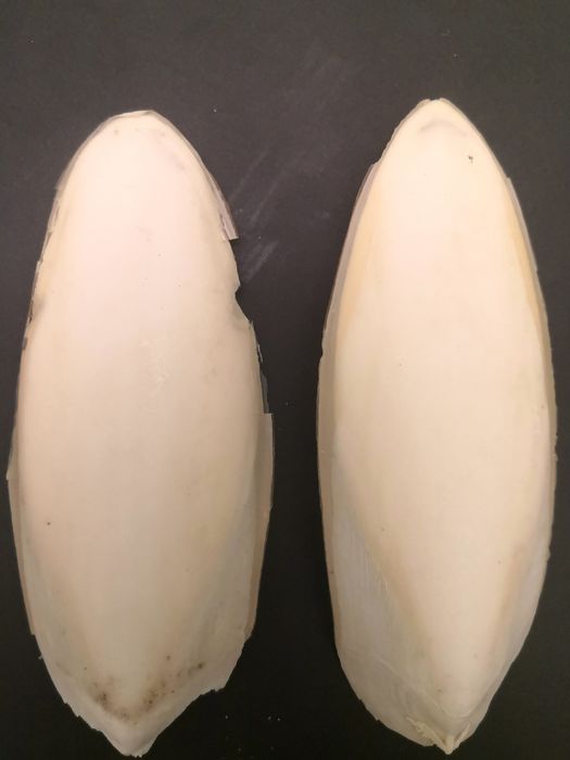 Os de sepie întreg pentru papagali