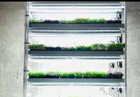 Afacere cultivare microplante