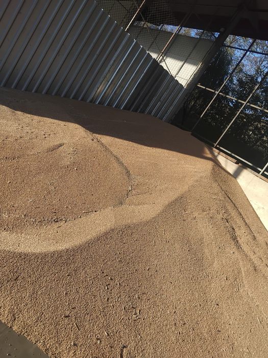 Vand grau productie 2025