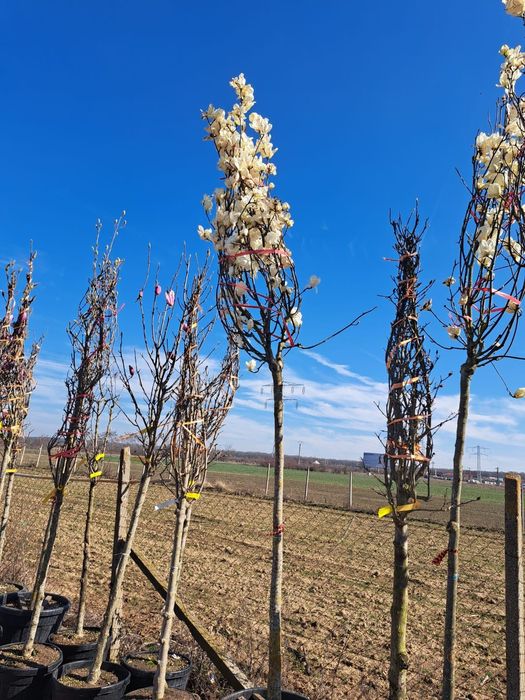 Vindem Stejar Carpin mesteacan fag lemn cainesc etc