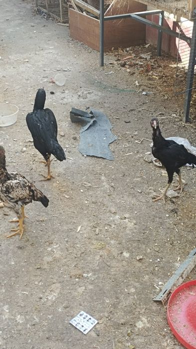 Sotiladi optomga donagayam