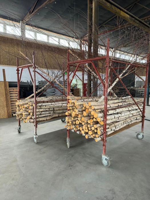 Lemn de mesteacan mesteacan decorativ trunchi mesteacan crengi rondele