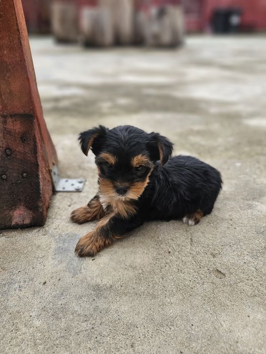 Yorkshire Terrier