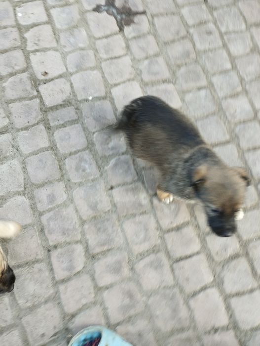 Отдам щенят бесплатно