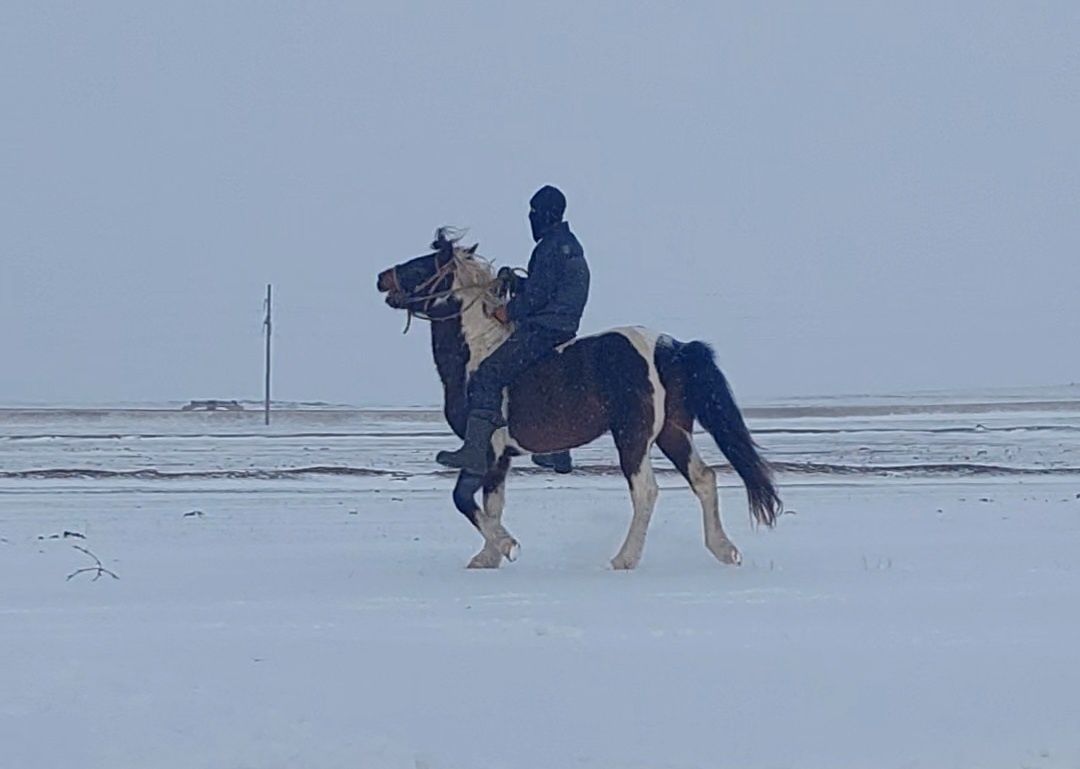 Айғыр сатлады қазақы мінгі айғырлығы жақсы