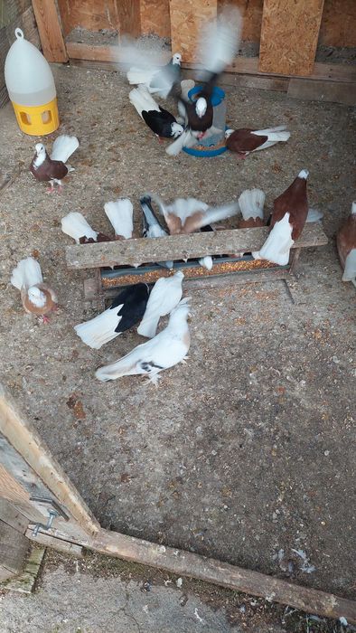 Продавам белослатински белоглави гълъби