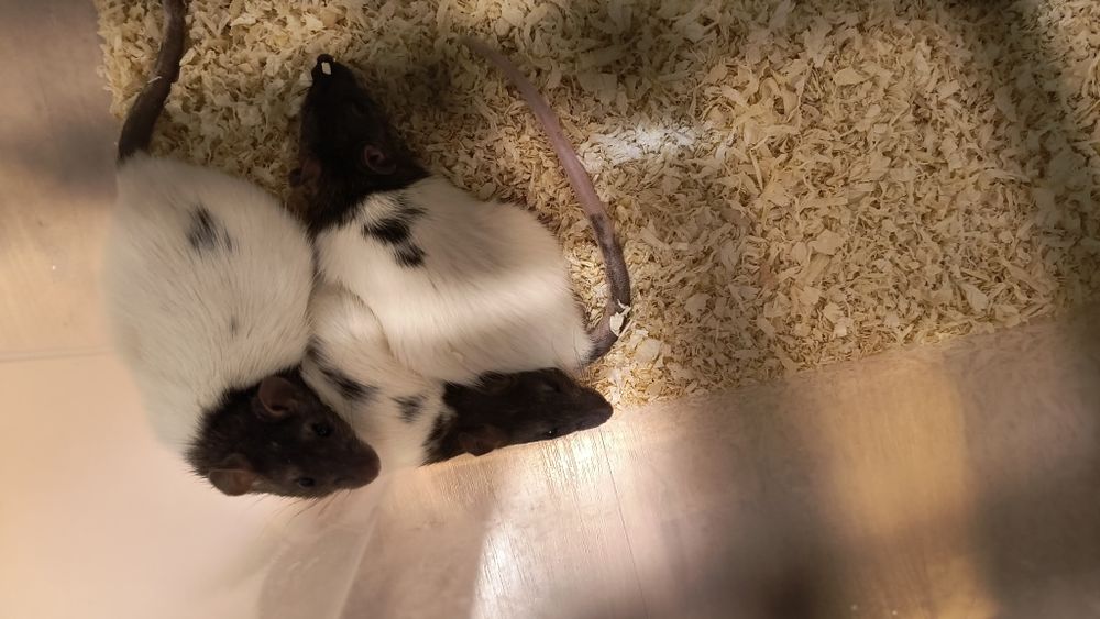 Плъхчета за домашни любимци