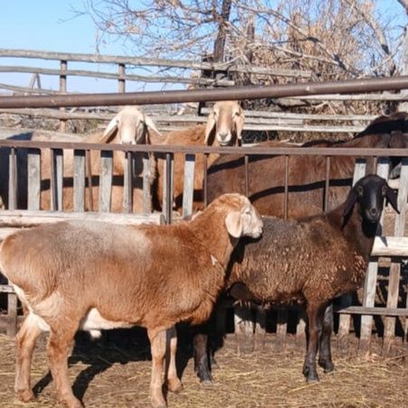 Продам гиссарских кошкарчиков.