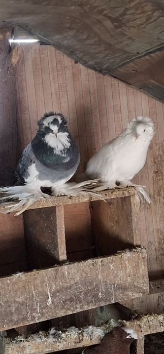 Vând porumbei texani