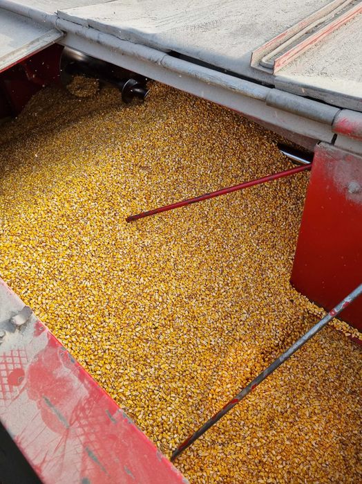 Porumb boabe sau stiulete 2025, 150 tone disponibil