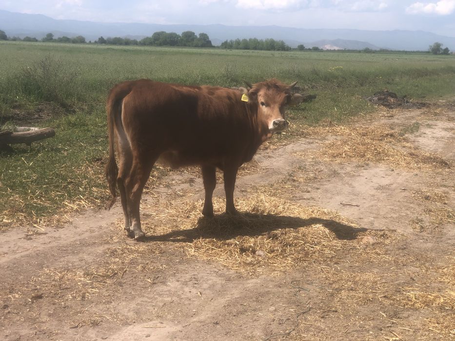 Продавам телета