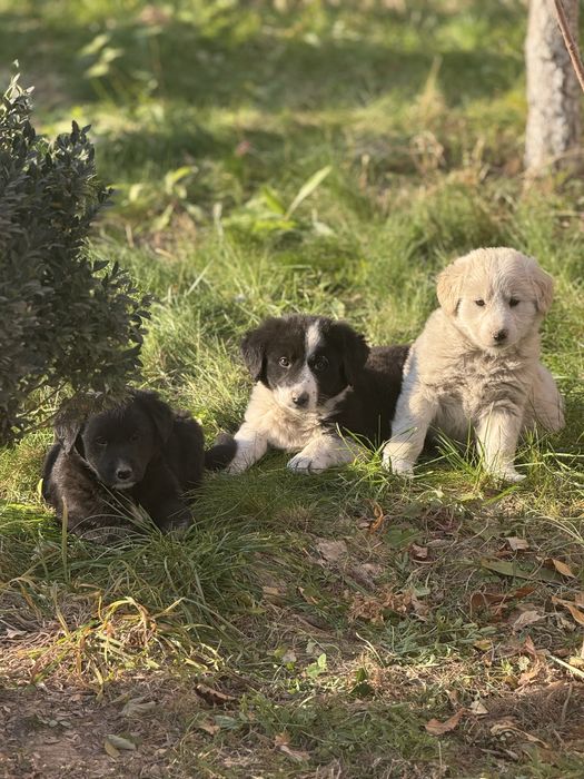 Щенок алабай тобет