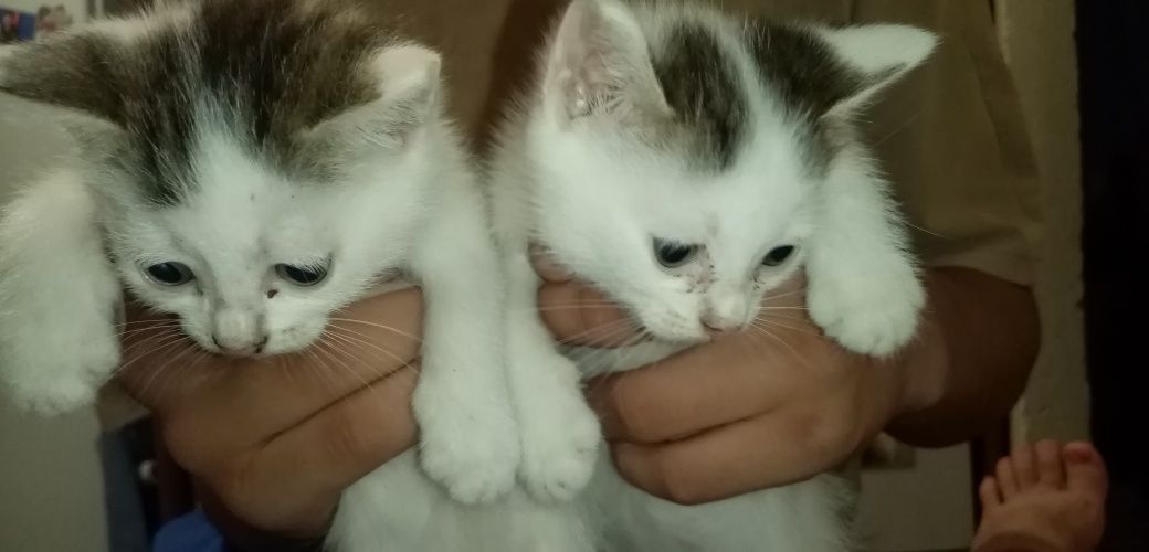 Котики в добрые руки