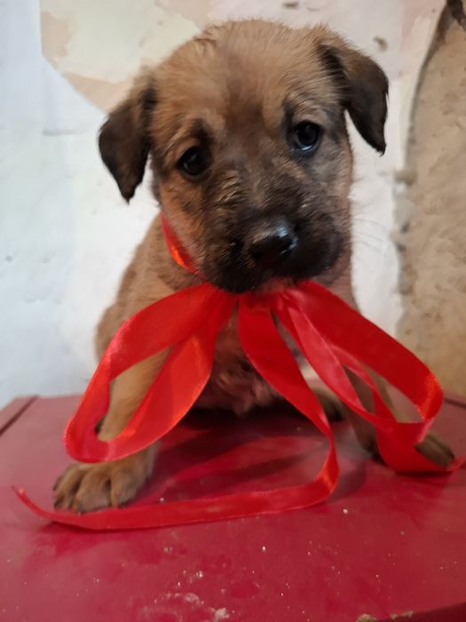 Щеночек девочка в поиске дома