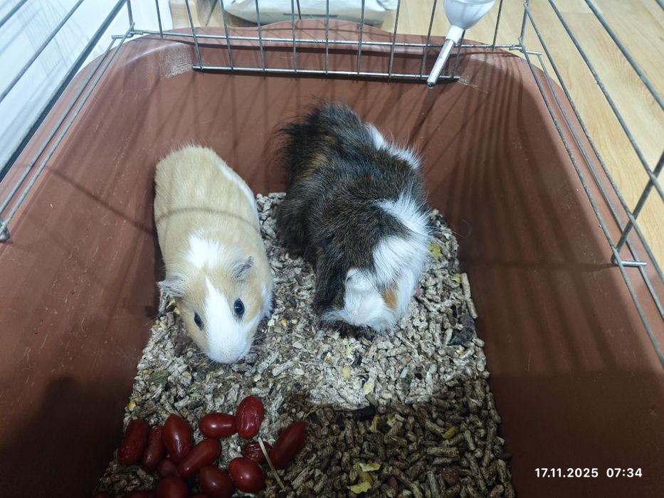 Подарявам морски свинчета