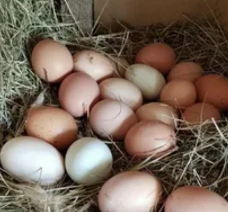 Uy tuhumlari. Домашний яйцо