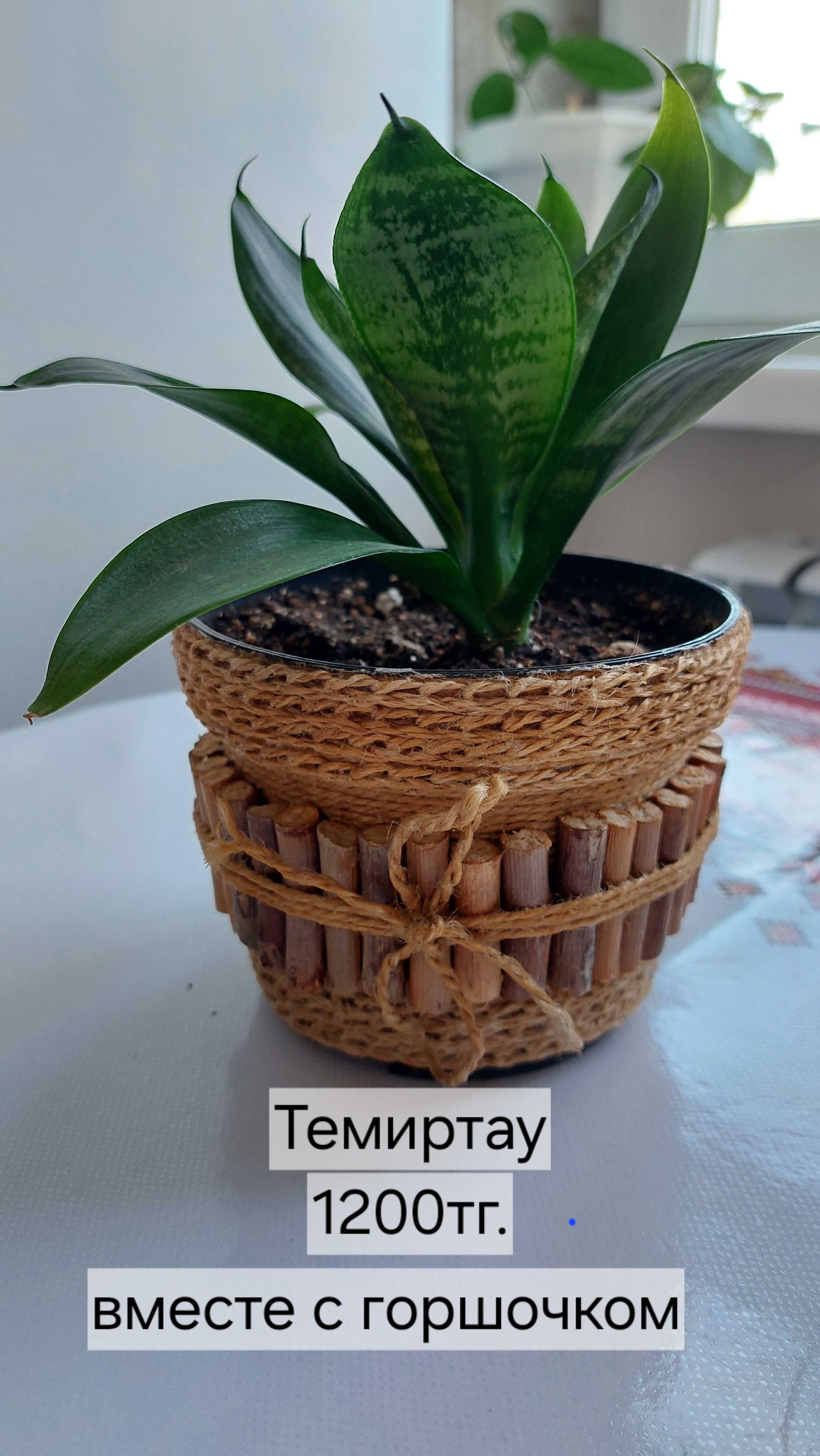 Комнатные растения