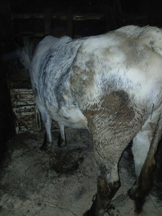 Vand junica albastru belgian gestantă in 6 luni