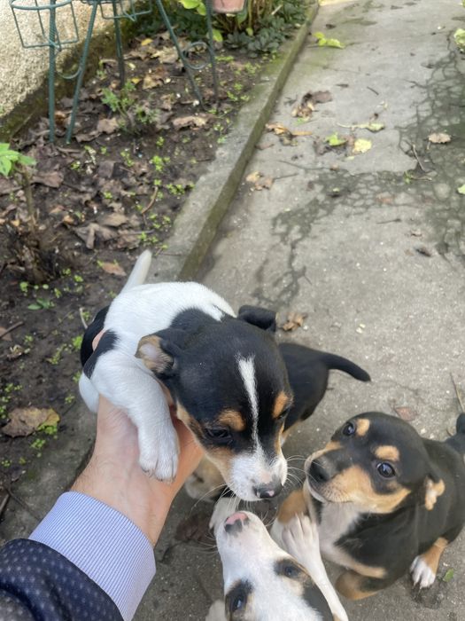 Джак Ръсел подарявам