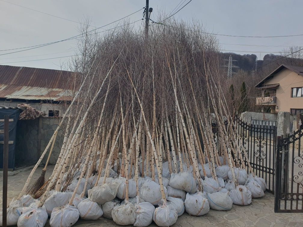 Plante pentru gradina ta