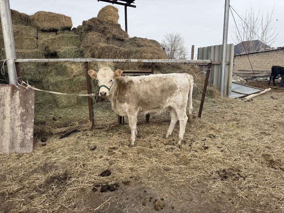 Бычок  и теленка бузау и теленка