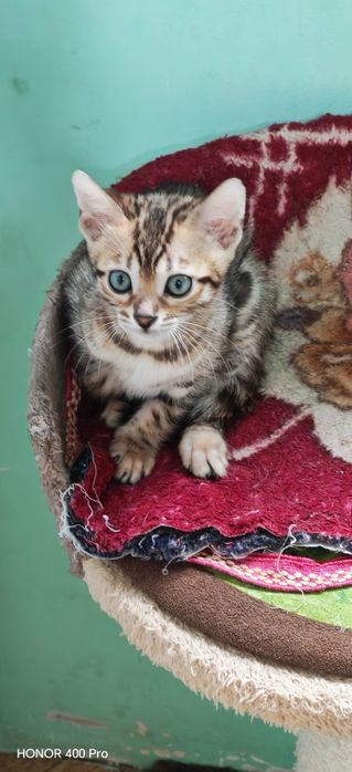 Бенгальские котята