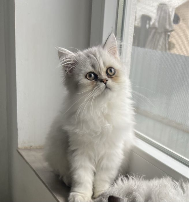 Baietel British Longhair