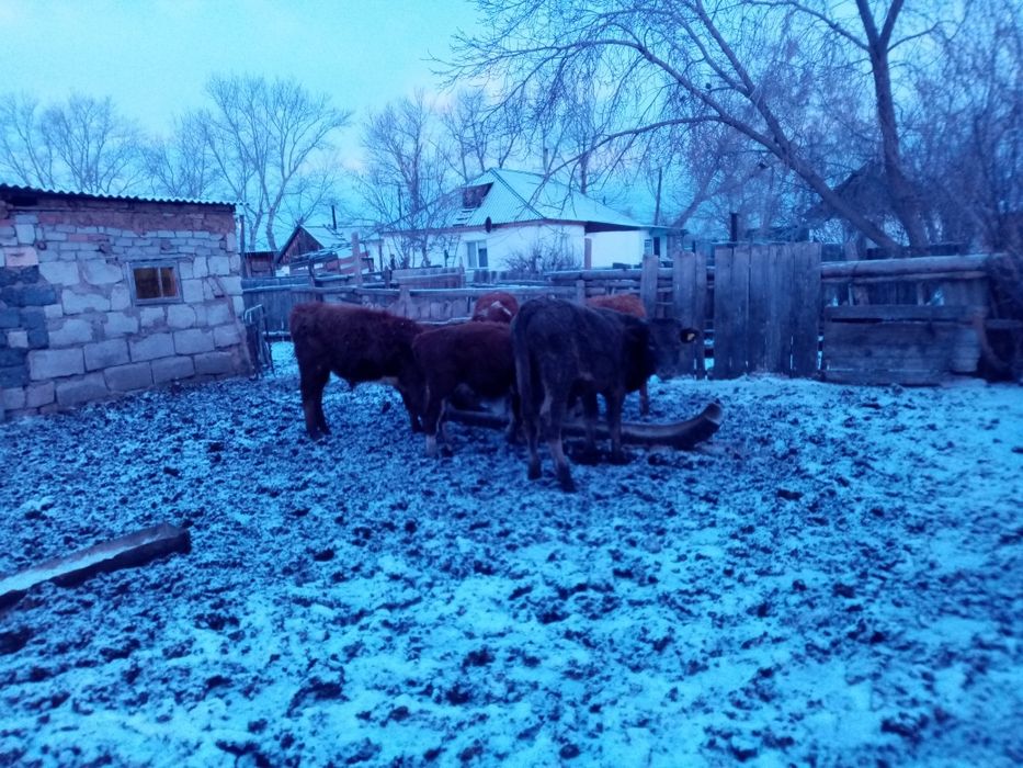 Подсосные бычки 15 голов