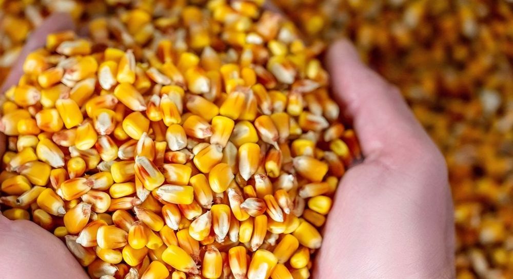 De vânzare grăunțe și baloți din lucernă