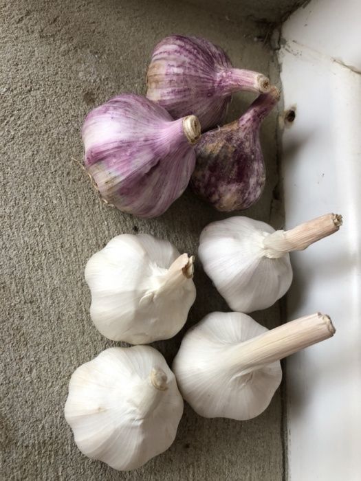 Usturoi de consun si plantat