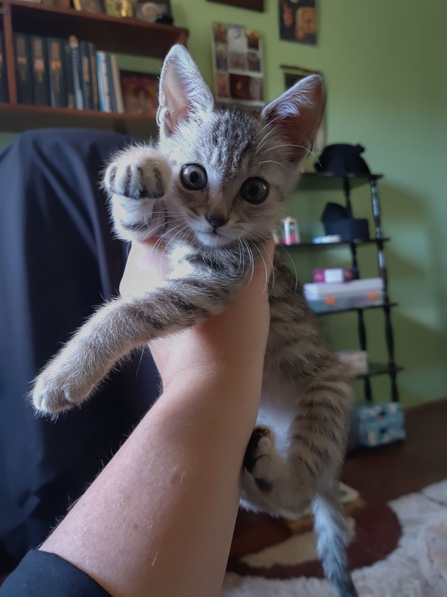Подарявам котенце