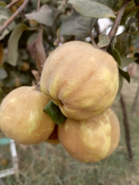 Айва продается домашняя