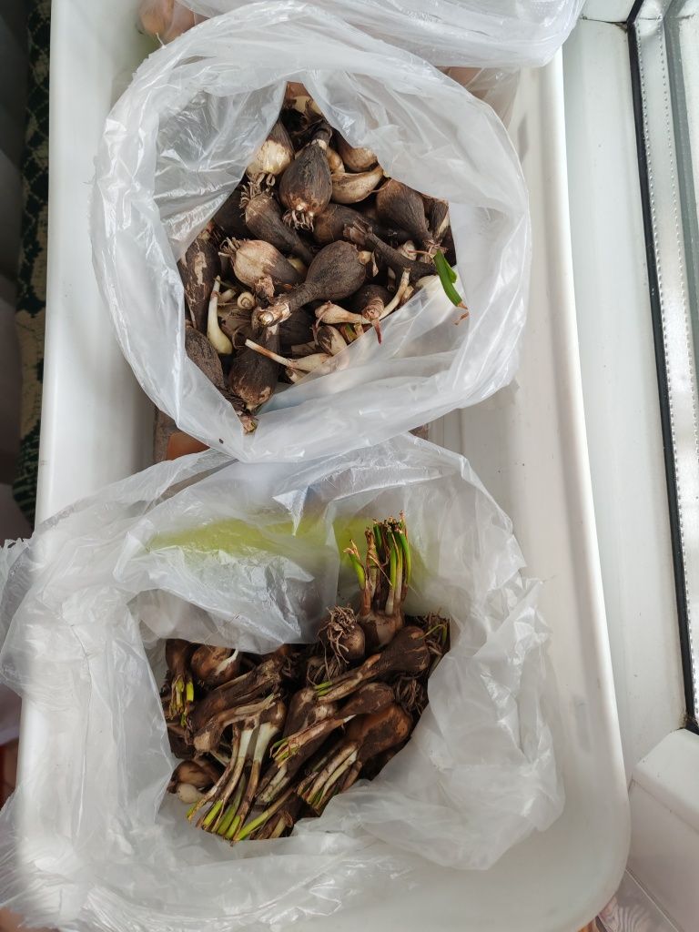 Луковицы Зиферантеса розового и белого