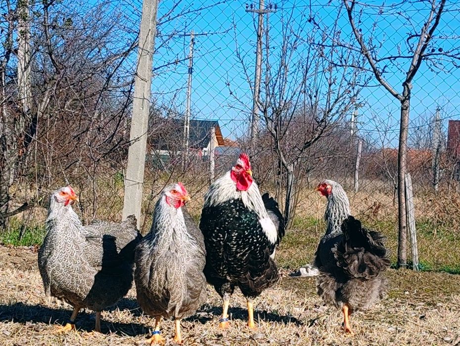 Plymouth Herminat închis