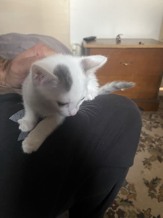 Dau spre adoptie 3 pisicute frumoase ai dragalase