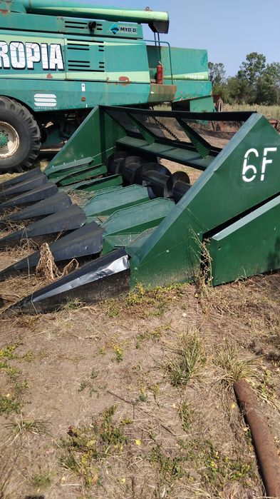 Vând rips floarea soarelui 6f