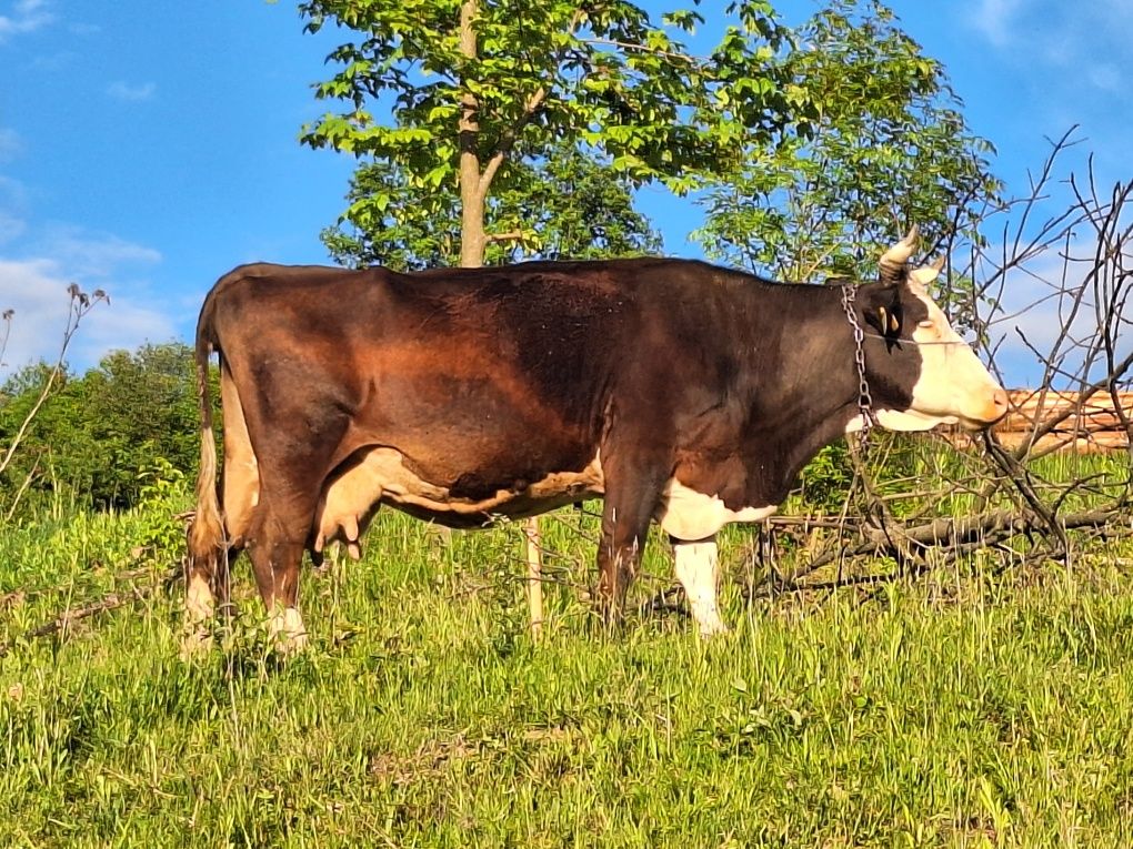 Vând Vaca Gestanta în luna a 6-a  Baltata Românească pe Negru