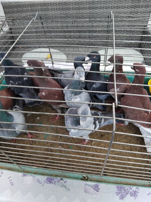 Porumbei germani de expozitie