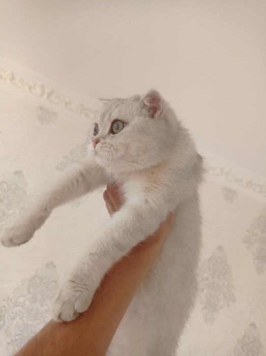 Shinshila Fold 2Ta Mushuk Sotiladi Kelishamz