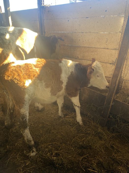 Vaca cu vițea  de vanzare